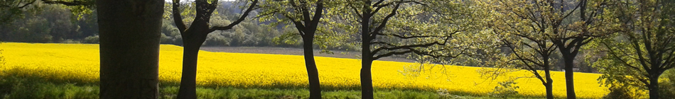 Weg in die Stille - Andrea Schmidt