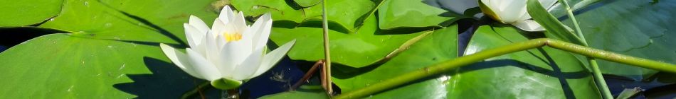 Weg in die Stille - Andrea Schmidt