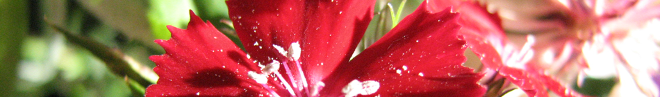 Weg in die Stille - Andrea Schmidt